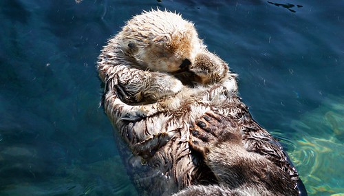 Sea Otter