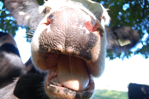 Cow