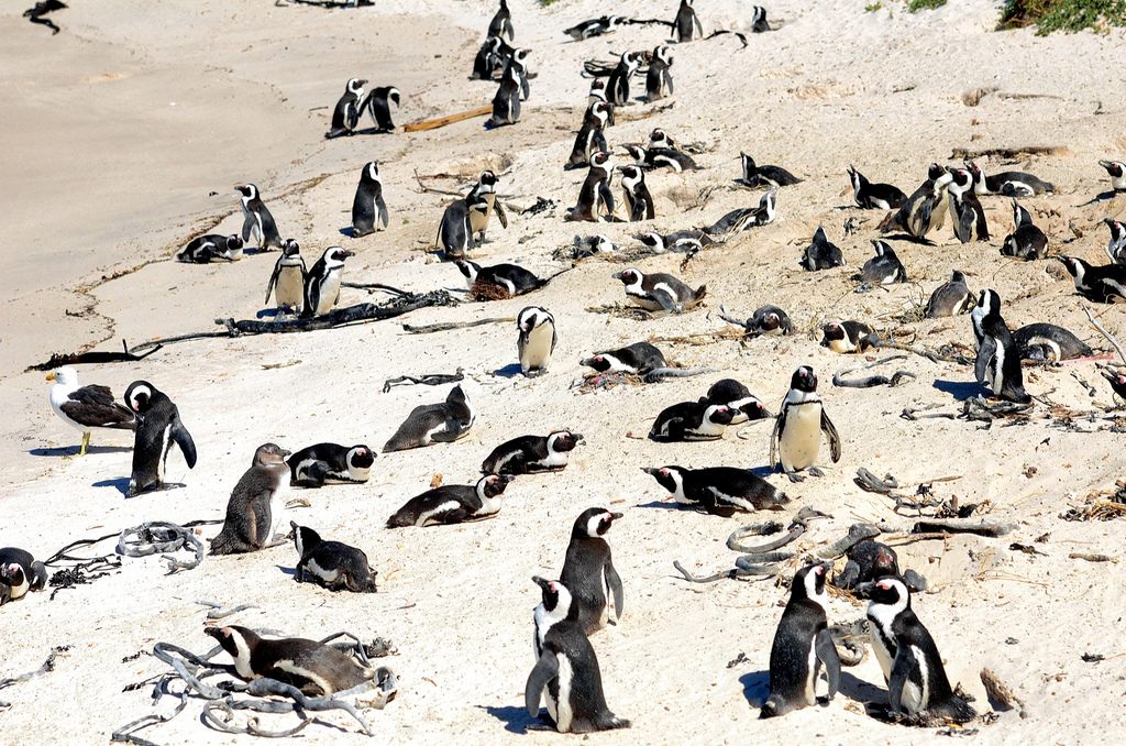 Penguins near Cape Town, South Africa